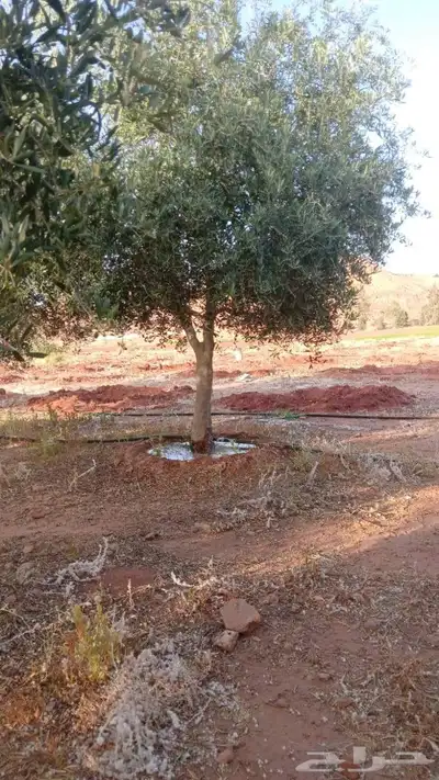 شجر زيتون متفرع 2