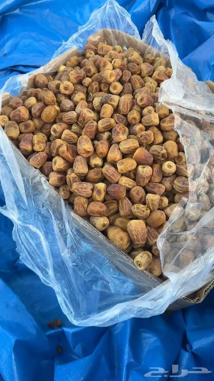 عندك نخل تمر وحاب نشتغلها بنص كلمني 0