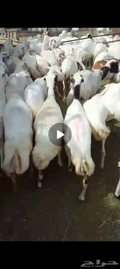 ضان بلدي رفيدي 0