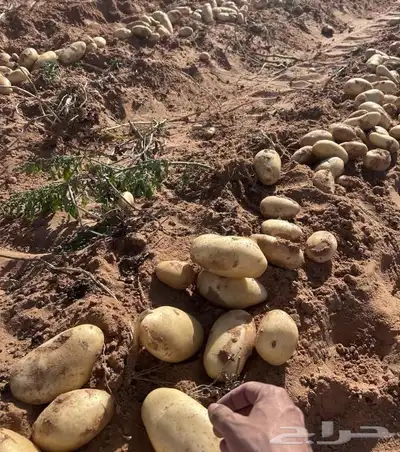 للبيع بصل وبطاطس جمله من مزارع حائل حموله دينات 2