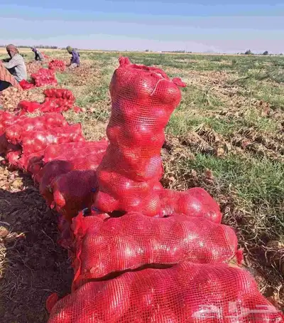 للبيع بصل وبطاطس جمله من مزارع حائل حموله دينات 0