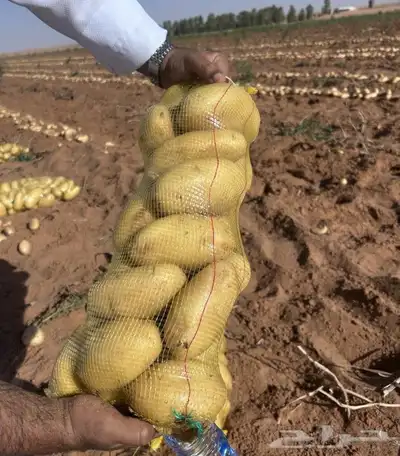 للبيع بصل وبطاطس جمله من مزارع حائل حموله دينات 3