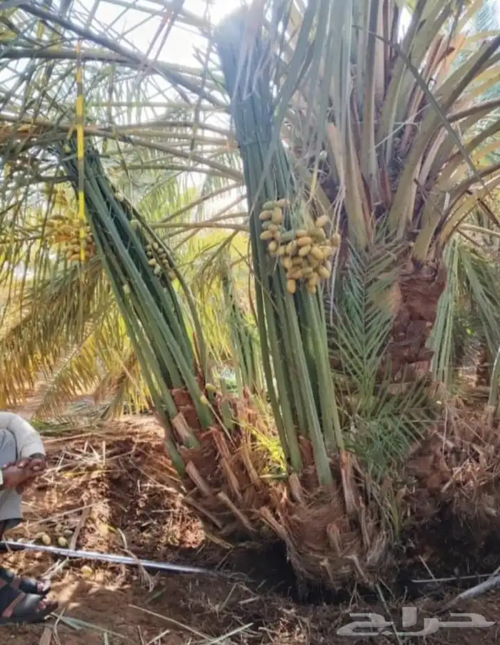 توفر خلاص طيب سكري صقعي مجدول برحي 9