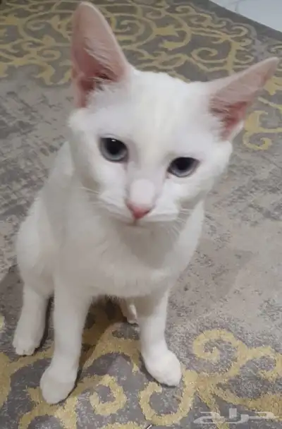 قطوتي مفقودة بالمحاميد 0