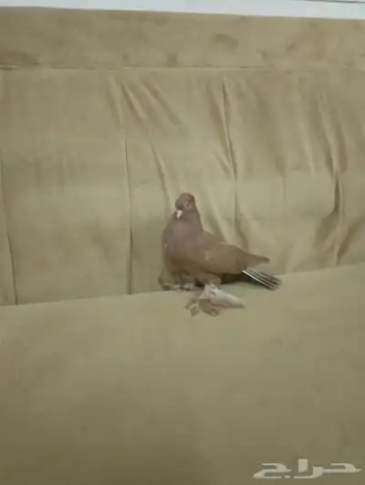 المدينه 2