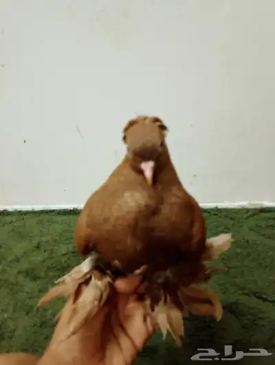 المدينه 3