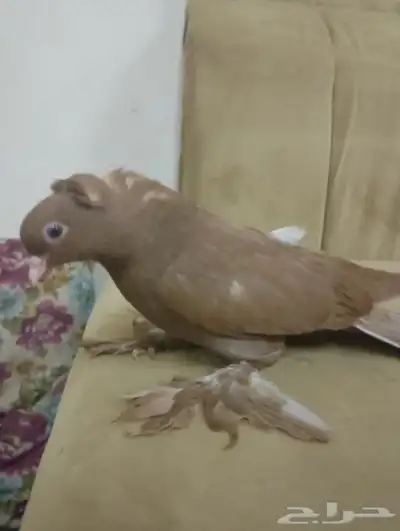 المدينه 1