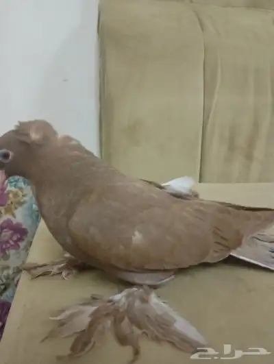 المدينه 0