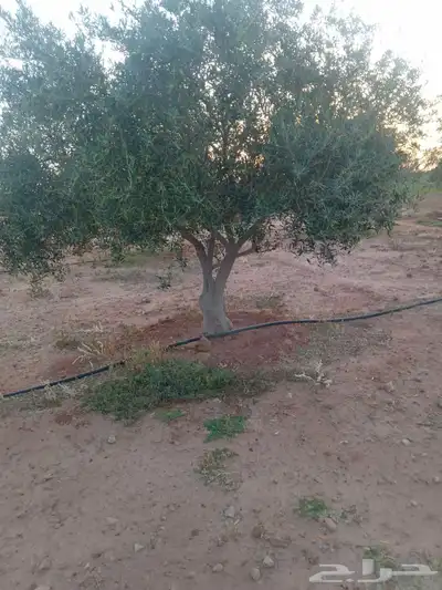 شجر زيتون متفرع 4