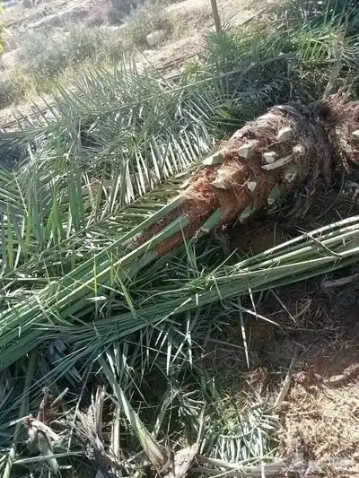 فسايل ونخيل بجميع أنواعها 4
