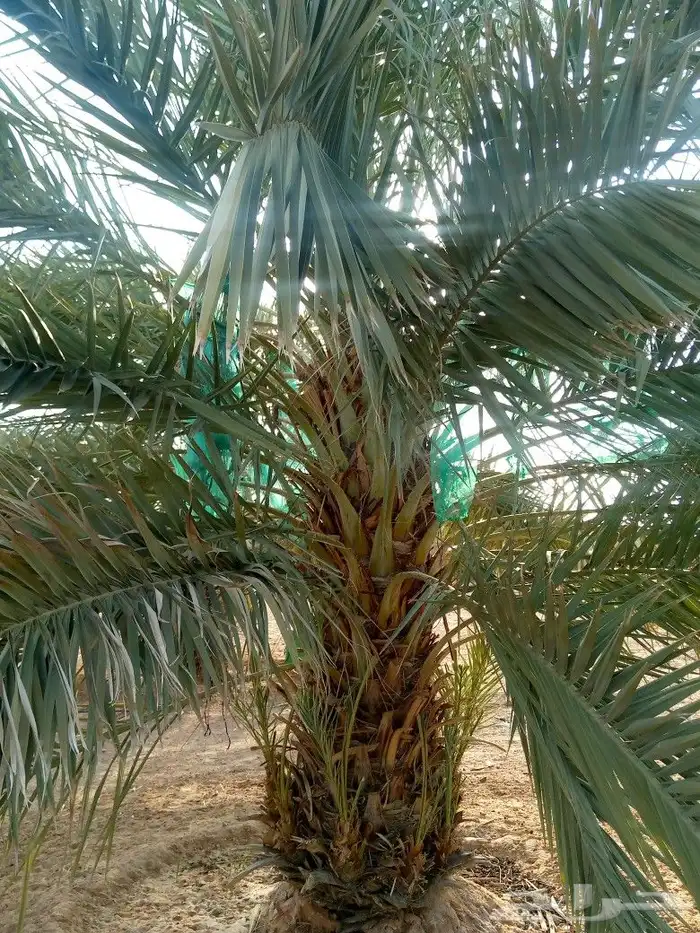 نخل للبيع الرياض الخرج مكه القصيم شقراء نخيل توريد زراعه 8