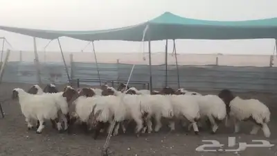 للبيع رخال نعيم مراح واحد طيبه 0