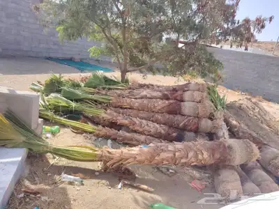يوجد لدينا جميع انواع النخيل المثمره وجميع المقاسات المختلفة 8