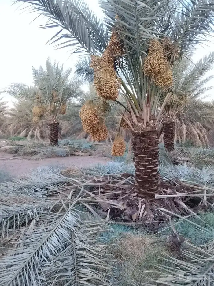 نخل مثمر 1