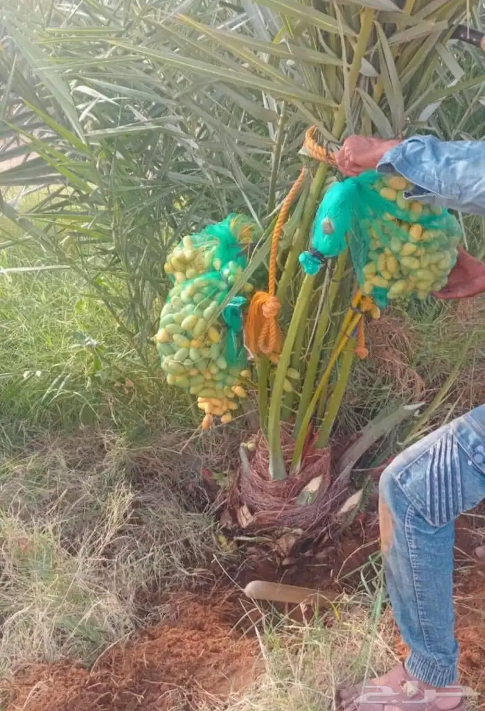 توفر خلاص طيب سكري صقعي مجدول برحي 2