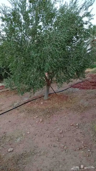 شجر زيتون متفرع 0