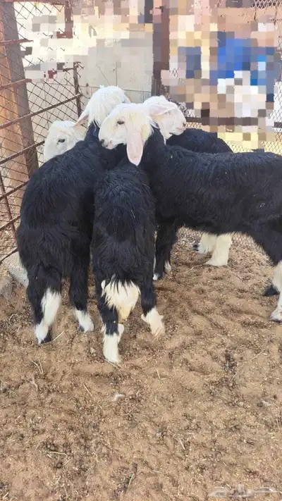 بهم طليان رخال خرفان نجد 3