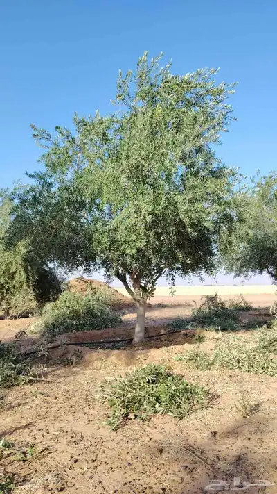شجر زيتون متفرع 7