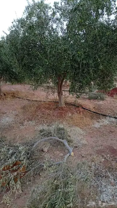 شجر زيتون متفرع 5