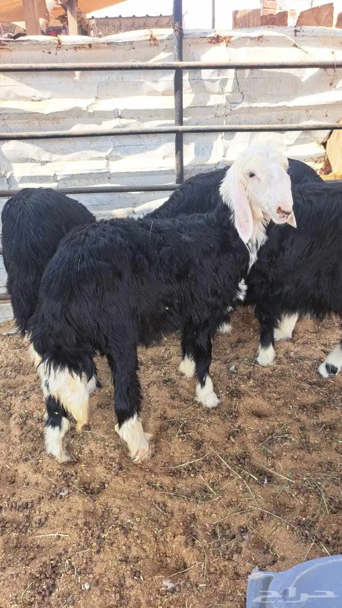 بهم طليان رخال خرفان نجد 1