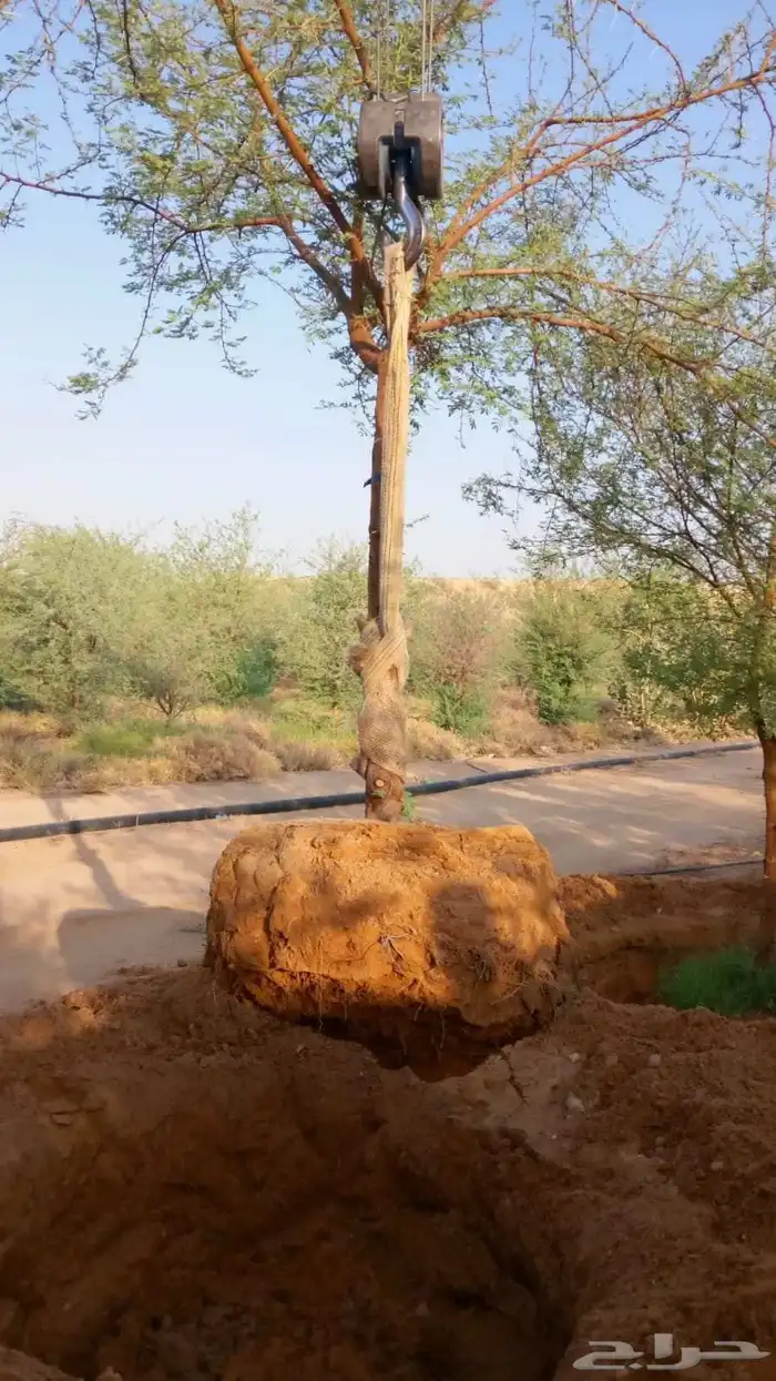 يوجد عربي وواشنطن 3