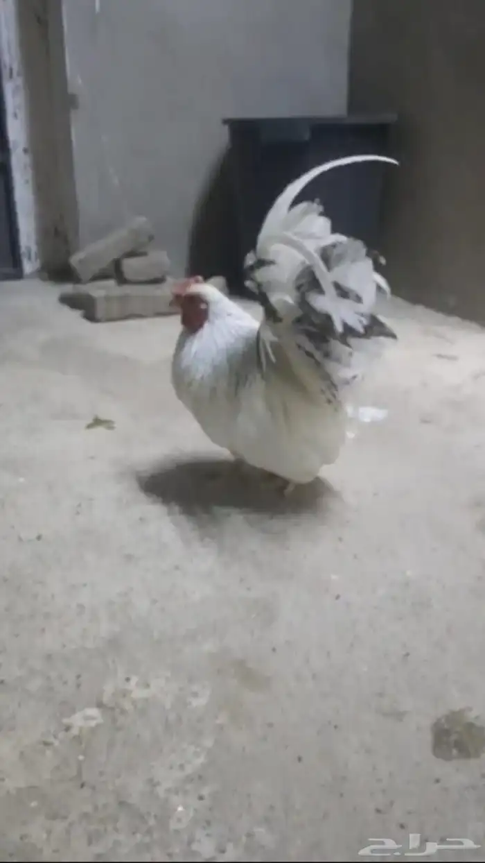 دجاج جبنيز مستوى حلو 1