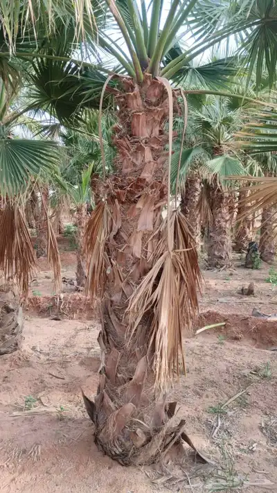 نخيل 3