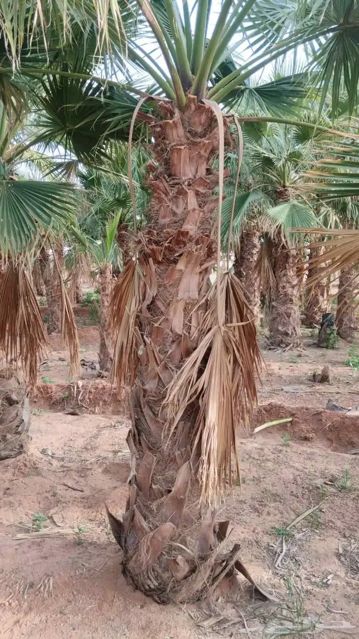 نخيل 3