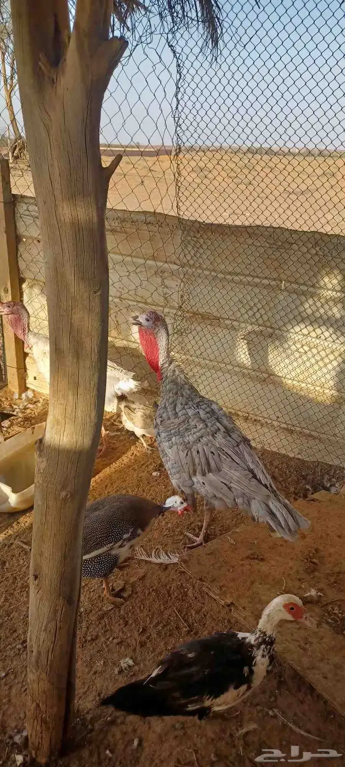 دجاج رومي وبط مسكوفي او مصري 3