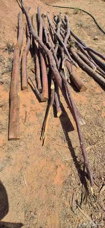 عواميد اثل(مرابيع) 0