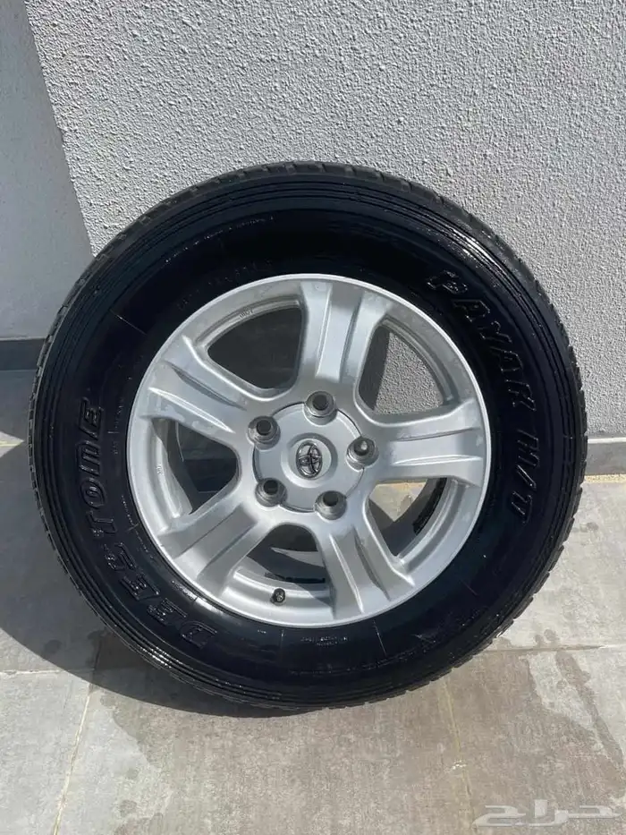 جنوط اسكويا 1