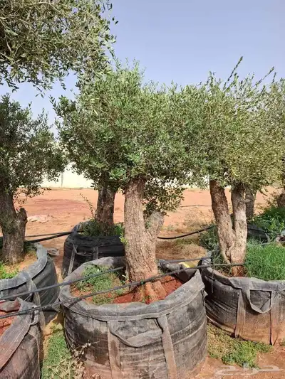 اشجار زيتون معمر بجميع الاحجام 4