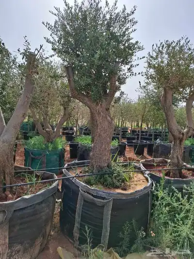 اشجار زيتون معمر بجميع الاحجام 5