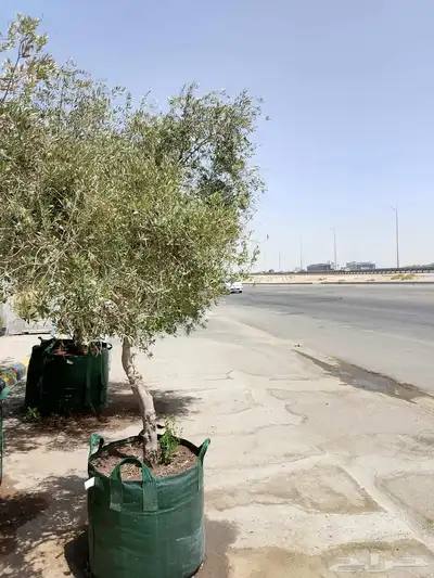 ابويوسف 2
