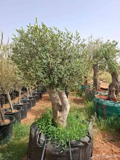 اشجار زيتون معمر بجميع الاحجام 6