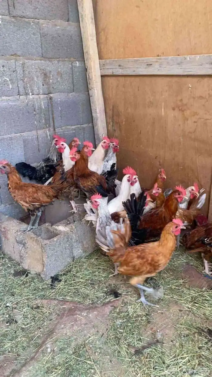 دجاج وديوك البيع اعدد الدجاج 47 تقريبا وديوك 30 وفوق 2