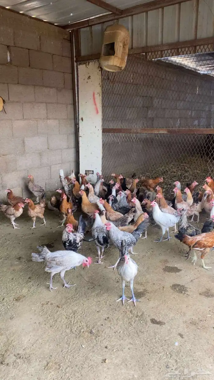 دجاج وديوك البيع اعدد الدجاج 47 تقريبا وديوك 30 وفوق 0