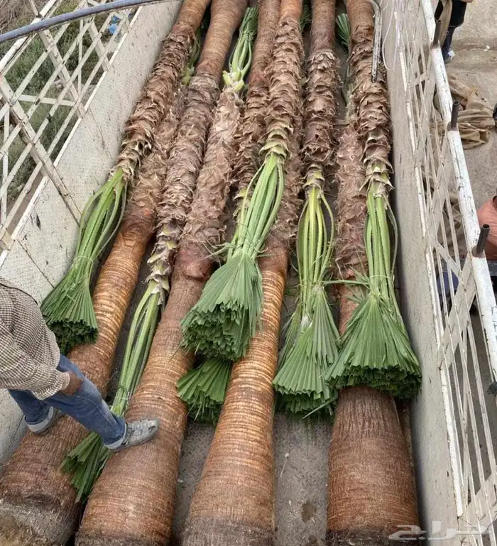 نخل واشنطني للبيع نخيل واشنطونيا عربي 6