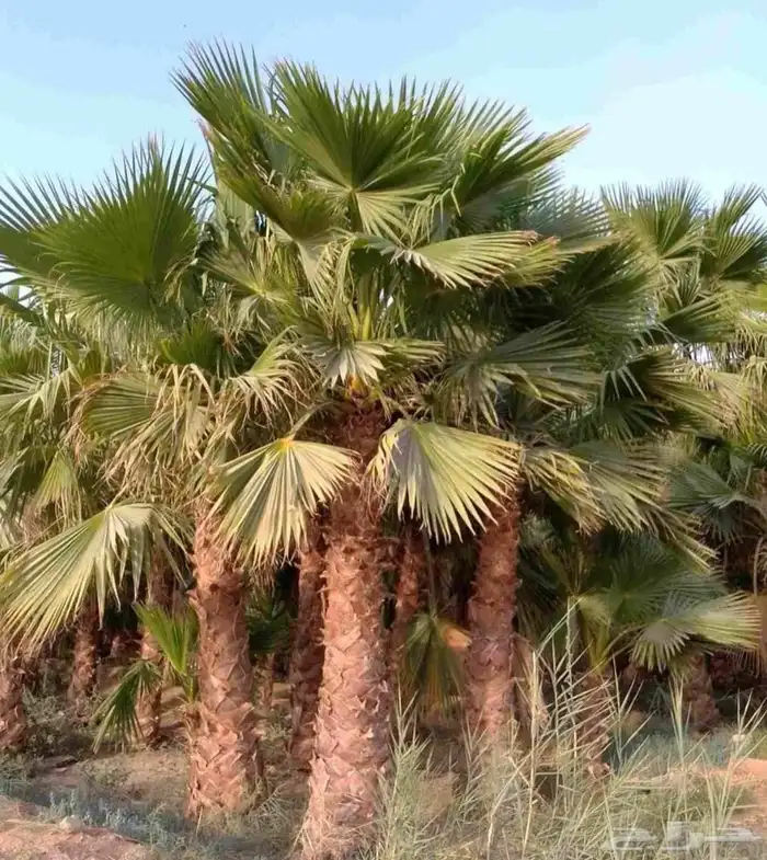 نخل واشنطني للبيع نخيل واشنطونيا عربي 5