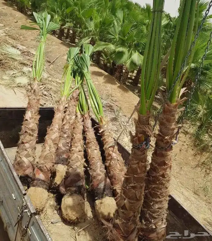 نخل واشنطني للبيع نخيل واشنطونيا عربي 2