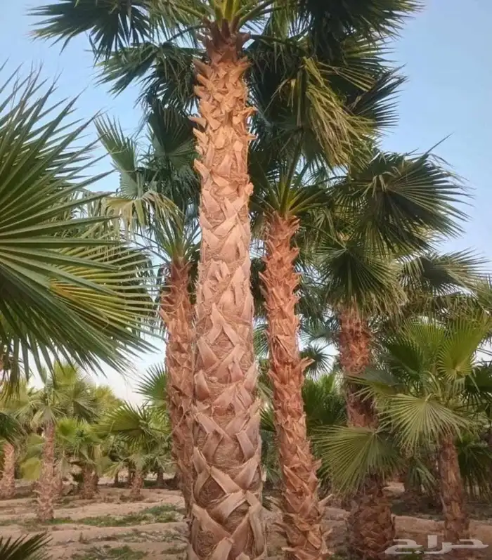 نخل واشنطني للبيع نخيل واشنطونيا عربي 0