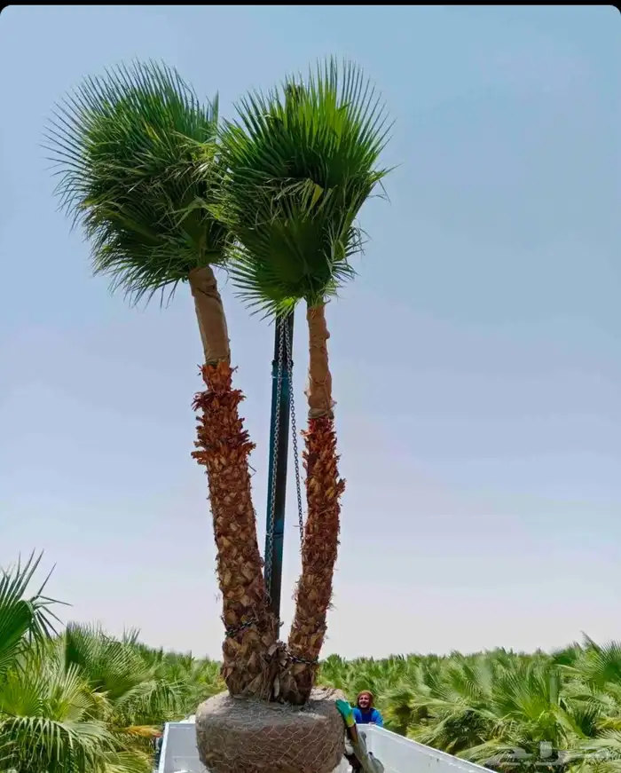 نخل واشنطن زينه للبيع بجميع مقاساته لتواصل 2