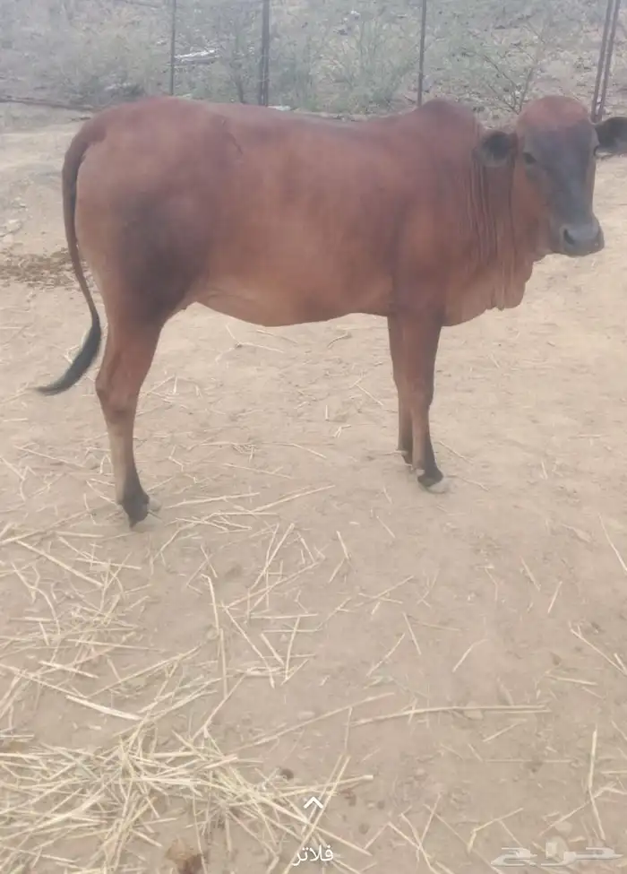 بقره دافع للبيع 0