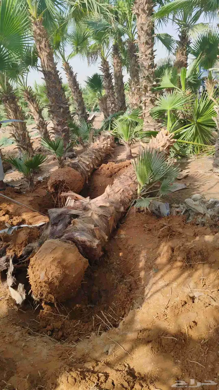 نخل عربي وواشنطنيا وأشجار الزينه 2
