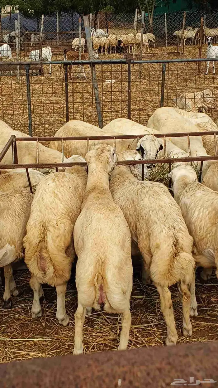 أعرض لكم كباش بلدي وبينها حري وجفره بيشي 3