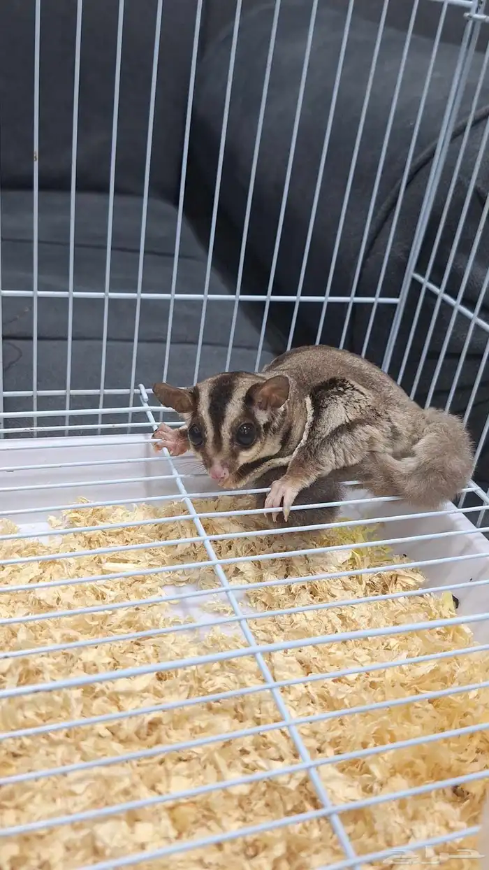 سنجاب طائر للبيع الدمام 4