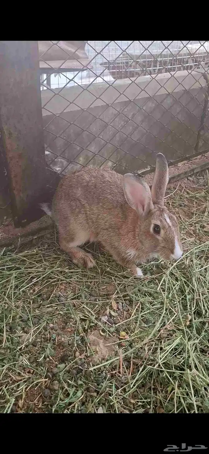 ارانب بلديه 0