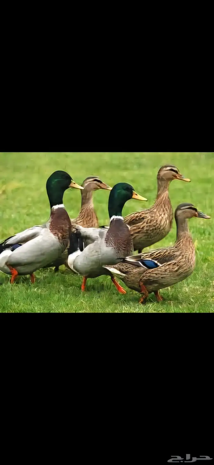 بط خضيري بري شرشيري 0