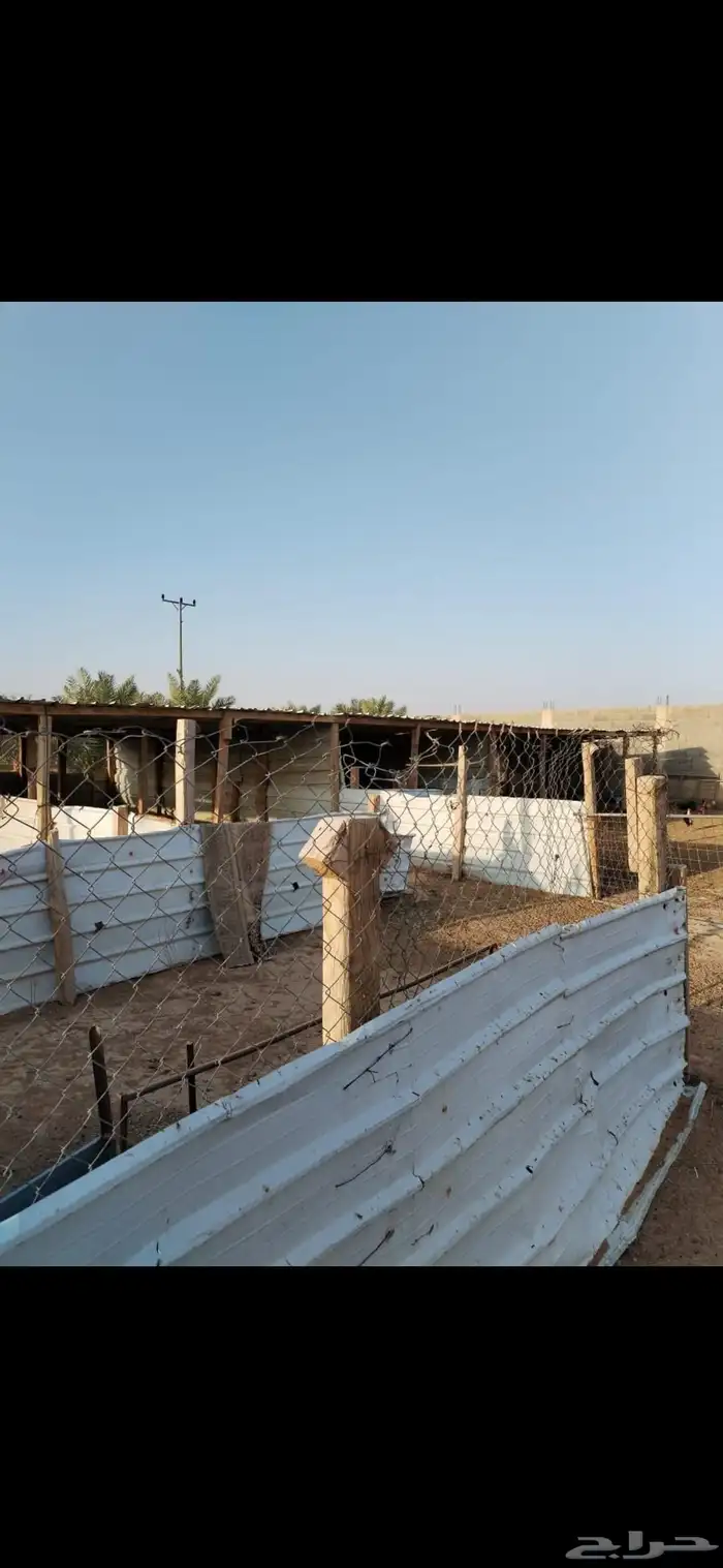 شبك غنم شينكو 1