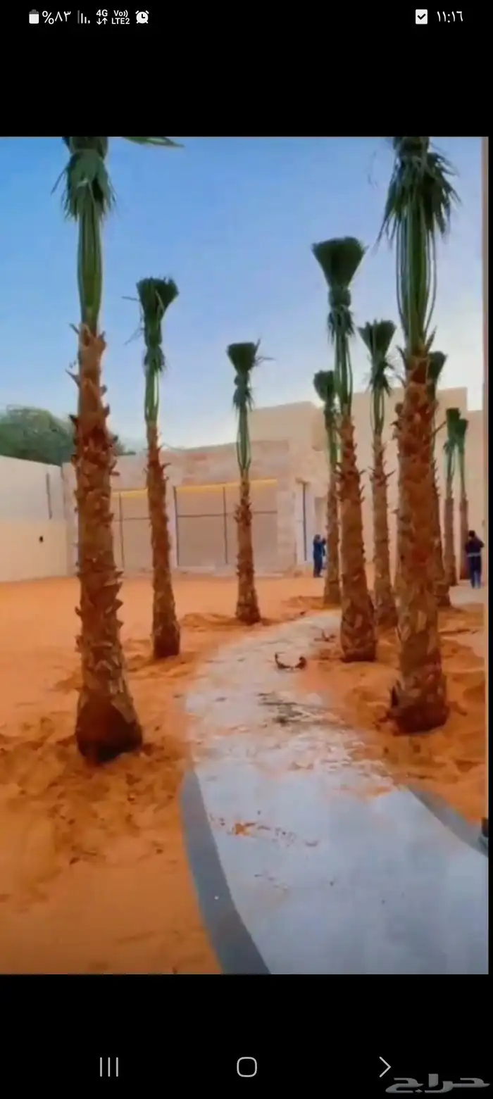 نخيل واشنطني 5